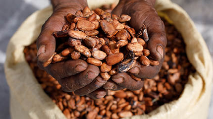 Cacaobonen in handen