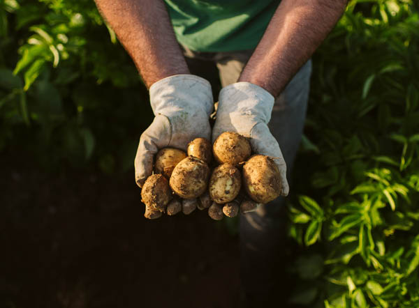 Lay's smaakmakende ingredienten